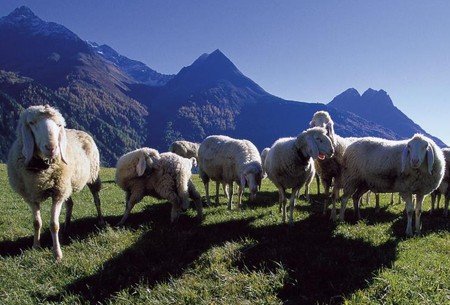 Валяние из шерсти для начинающих